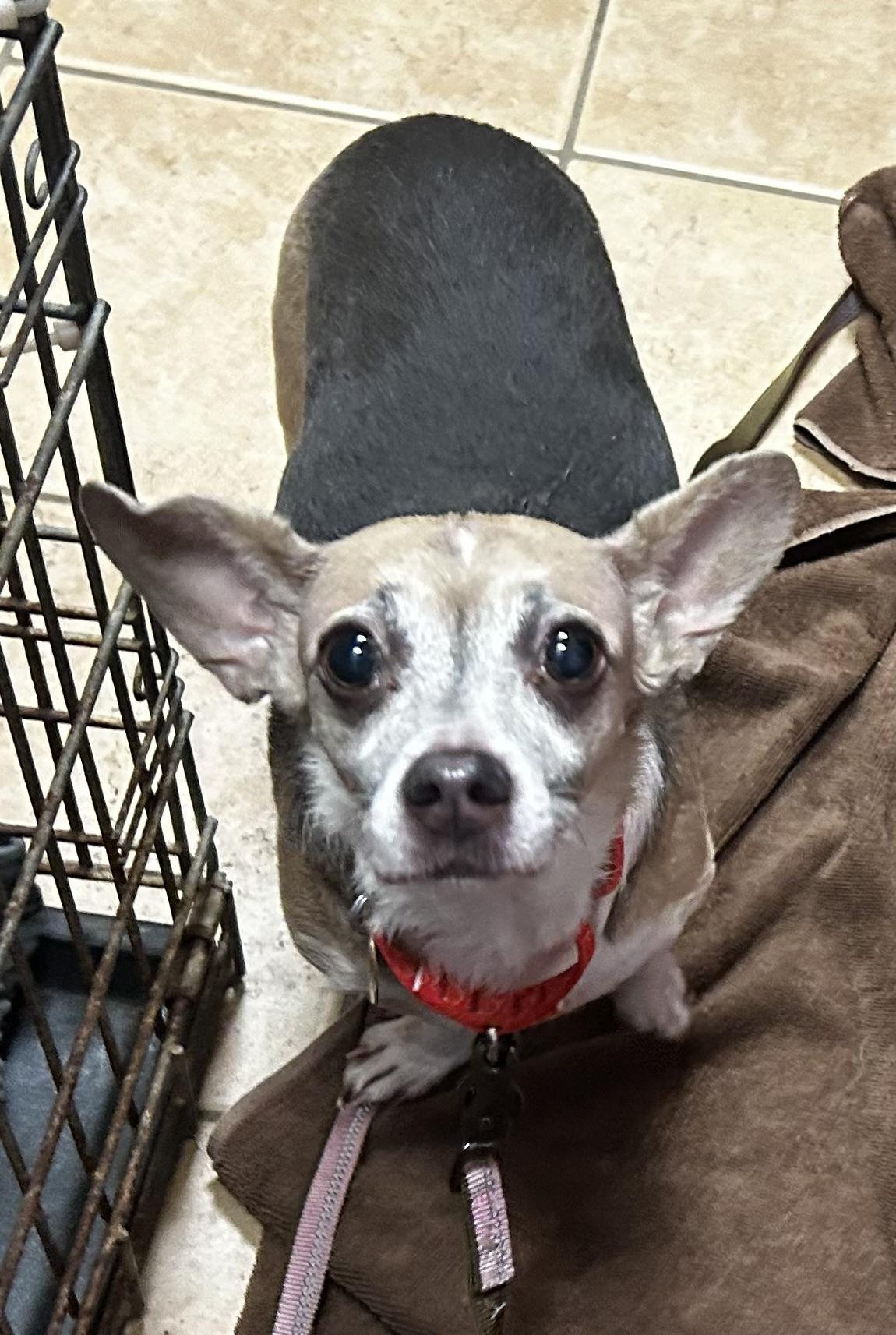 Enlarge Umbrella, a Adoptable mixed breed in Oak Ridge, NJ image 2/3