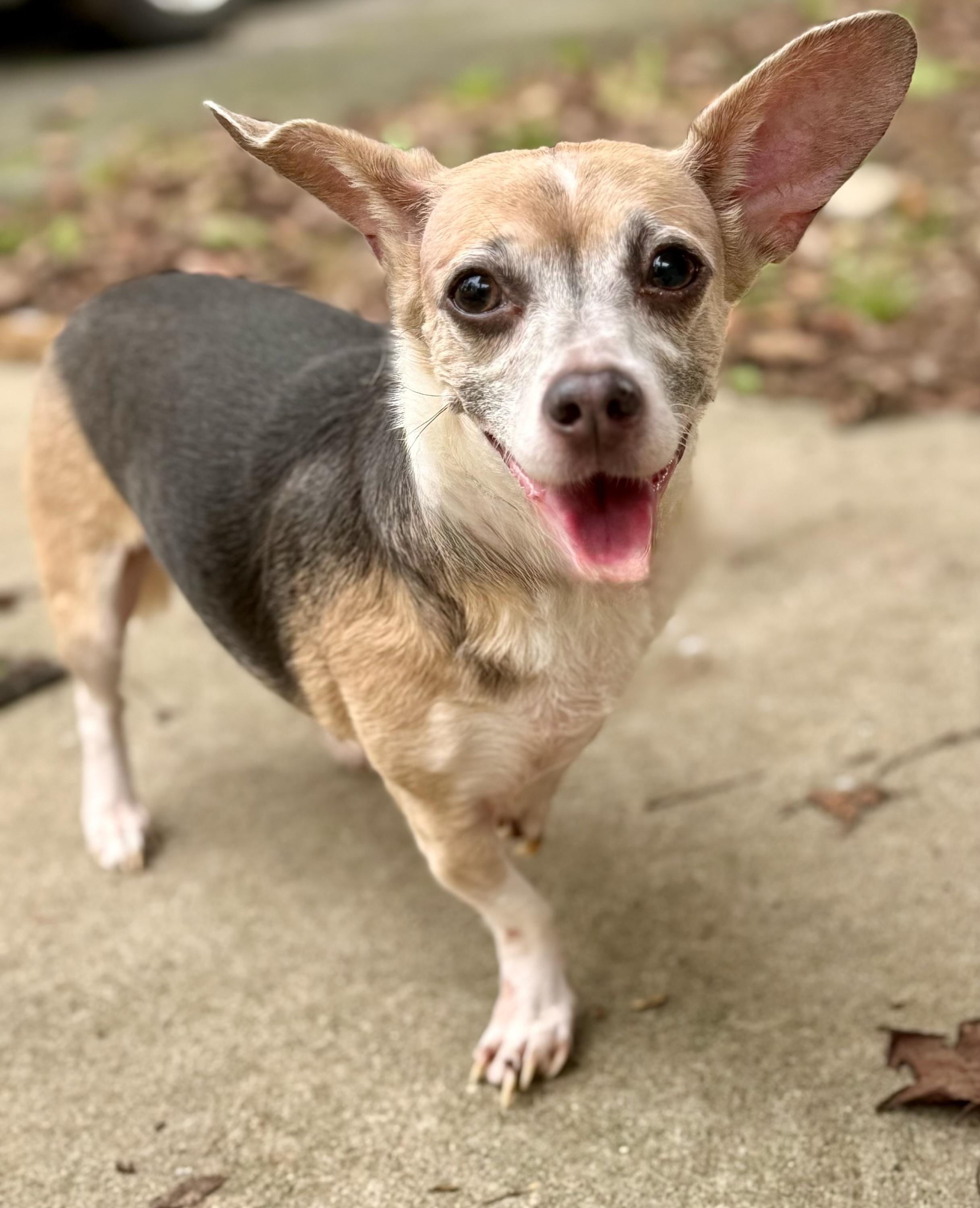 Enlarge Umbrella, a Adoptable mixed breed in Oak Ridge, NJ image 3/3