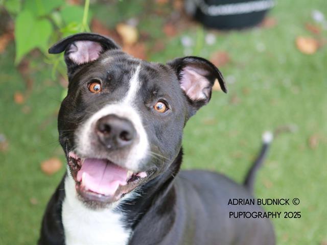 POTPIE, Adoptable, Adult Male Mixed Breed.