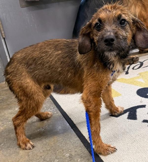 Enlarge Luke, a Adoptable mixed breed in Campbellsville, KY image 1/1