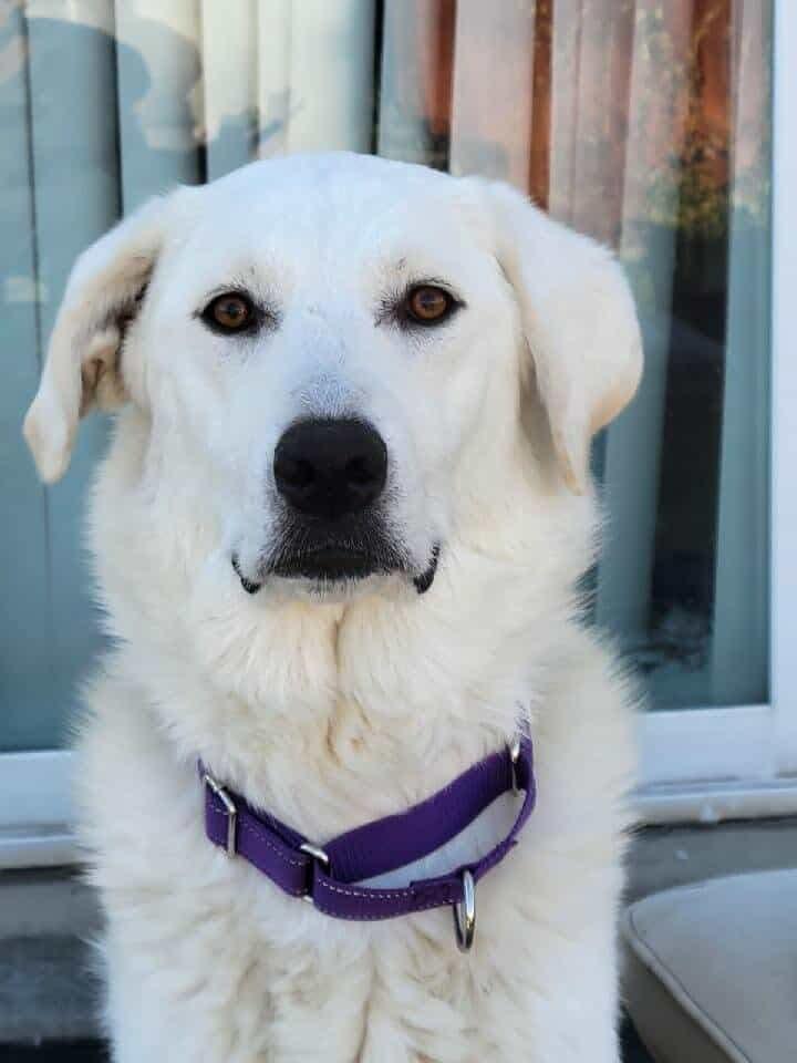 Noel, Adoptable, Adult Female Akbash & Great Pyrenees.