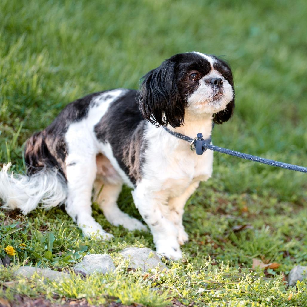 Enlarge Ollie, an adoptable Shih Tzu in Chester Springs, PA image 4/5