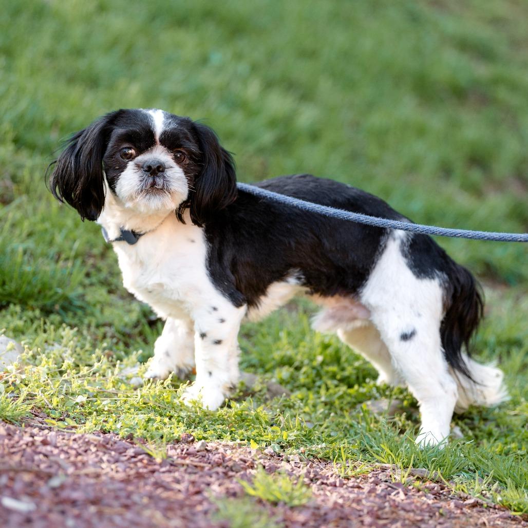 Enlarge Ollie, an adoptable Shih Tzu in Chester Springs, PA image 1/5