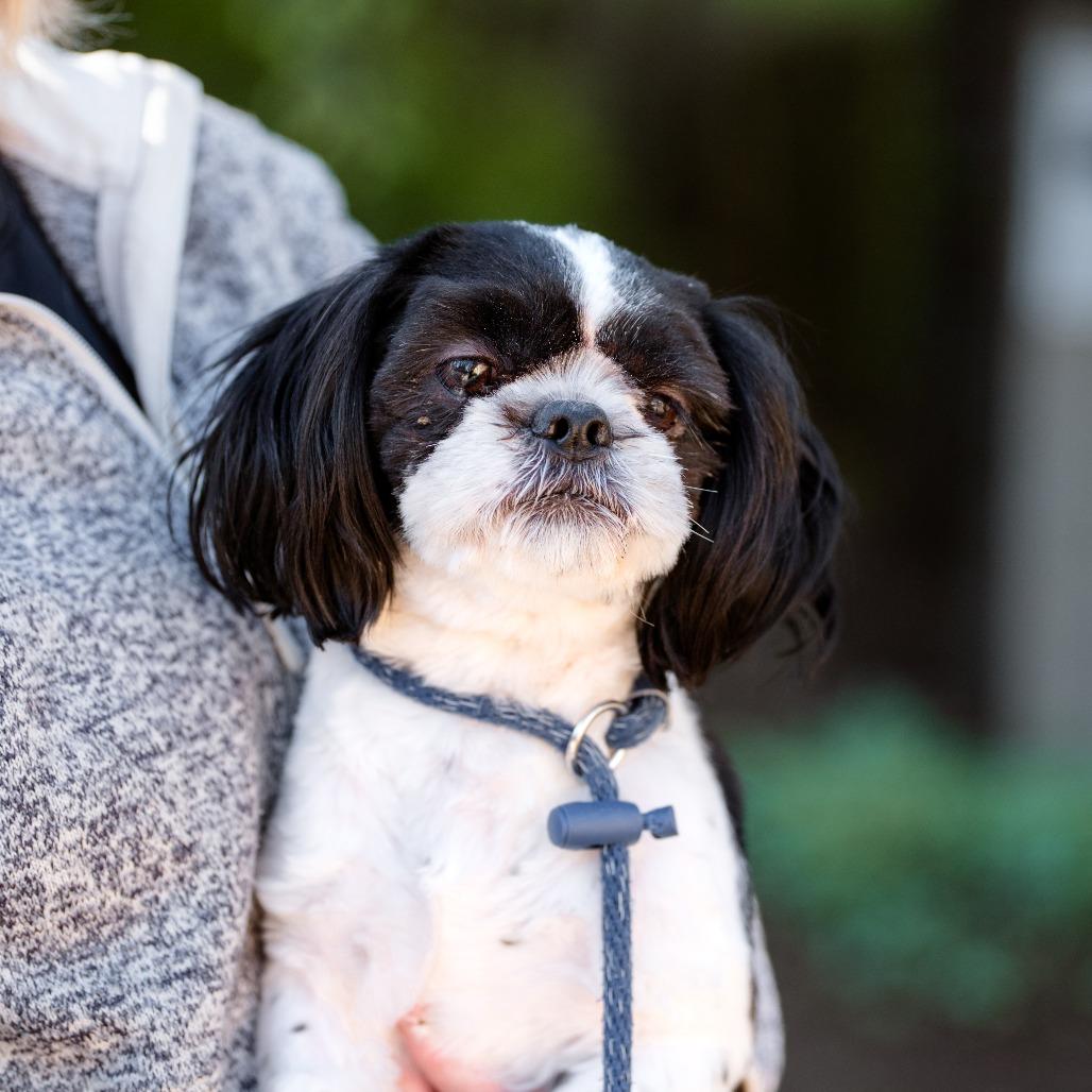 Enlarge Ollie, an adoptable Shih Tzu in Chester Springs, PA image 5/5