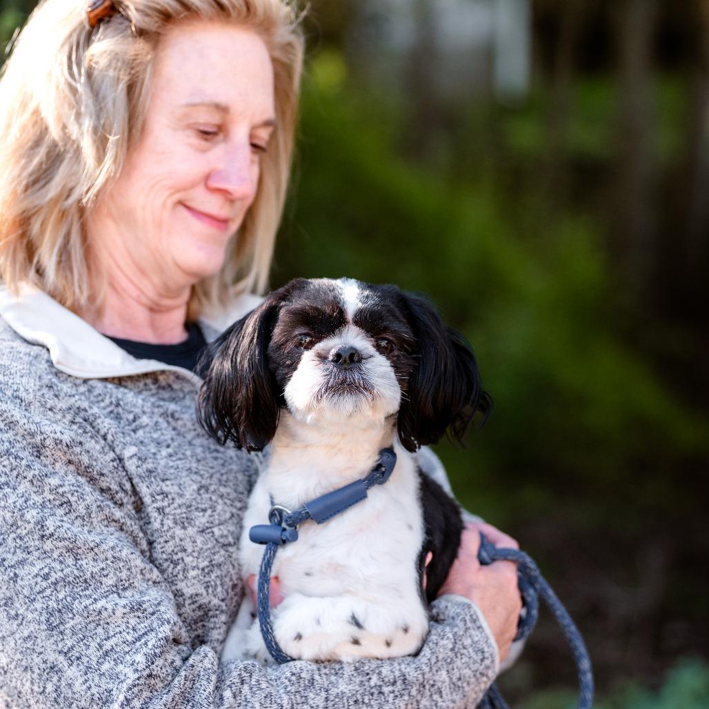 Enlarge Ollie, an adoptable Shih Tzu in Chester Springs, PA image 2/5