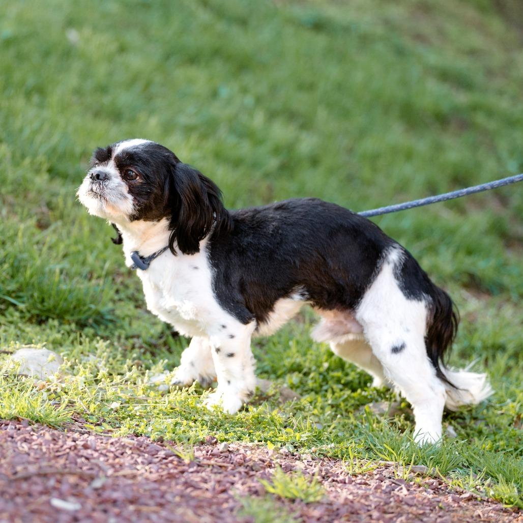 Enlarge Ollie, an adoptable Shih Tzu in Chester Springs, PA image 3/5