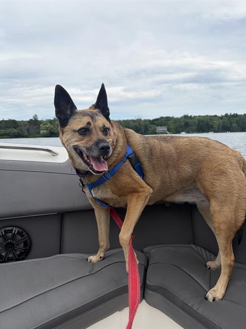 Enlarge JADE, a Adoptable mixed breed in Methuen, MA image 1/1