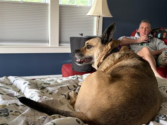 Enlarge JADE, a Adoptable mixed breed in Methuen, MA image 1/1