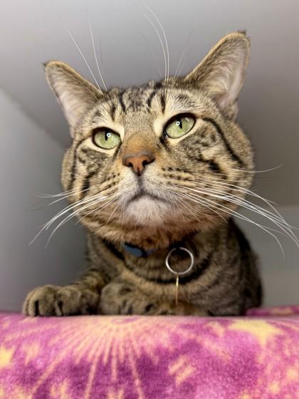 Maze, Adoptable, Adult Male Domestic Short Hair & Domestic Short Hair.