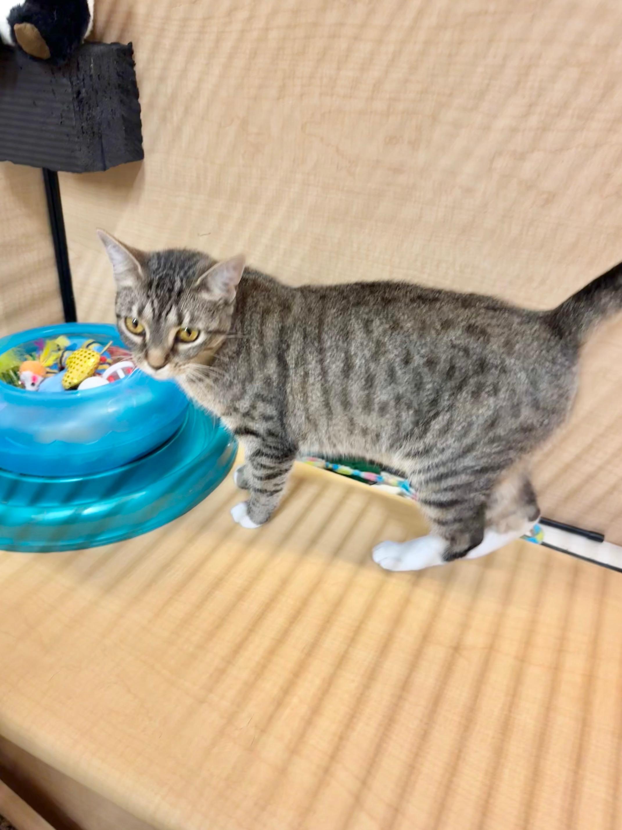 Maple, Adoptable, Young Female Domestic Short Hair.