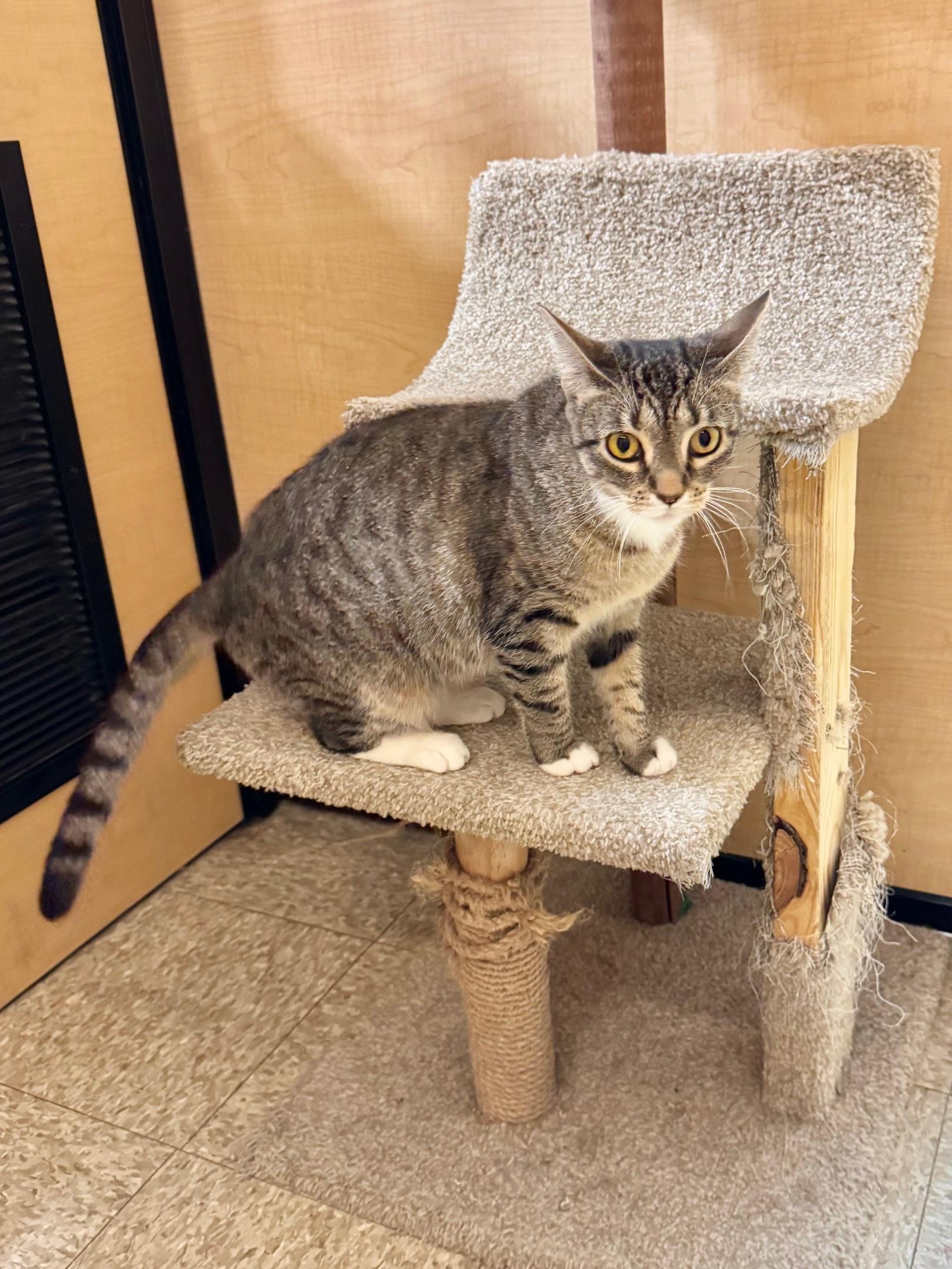 Maple, a Adoptable Domestic Short Hair in Springfield, PA image 2/4