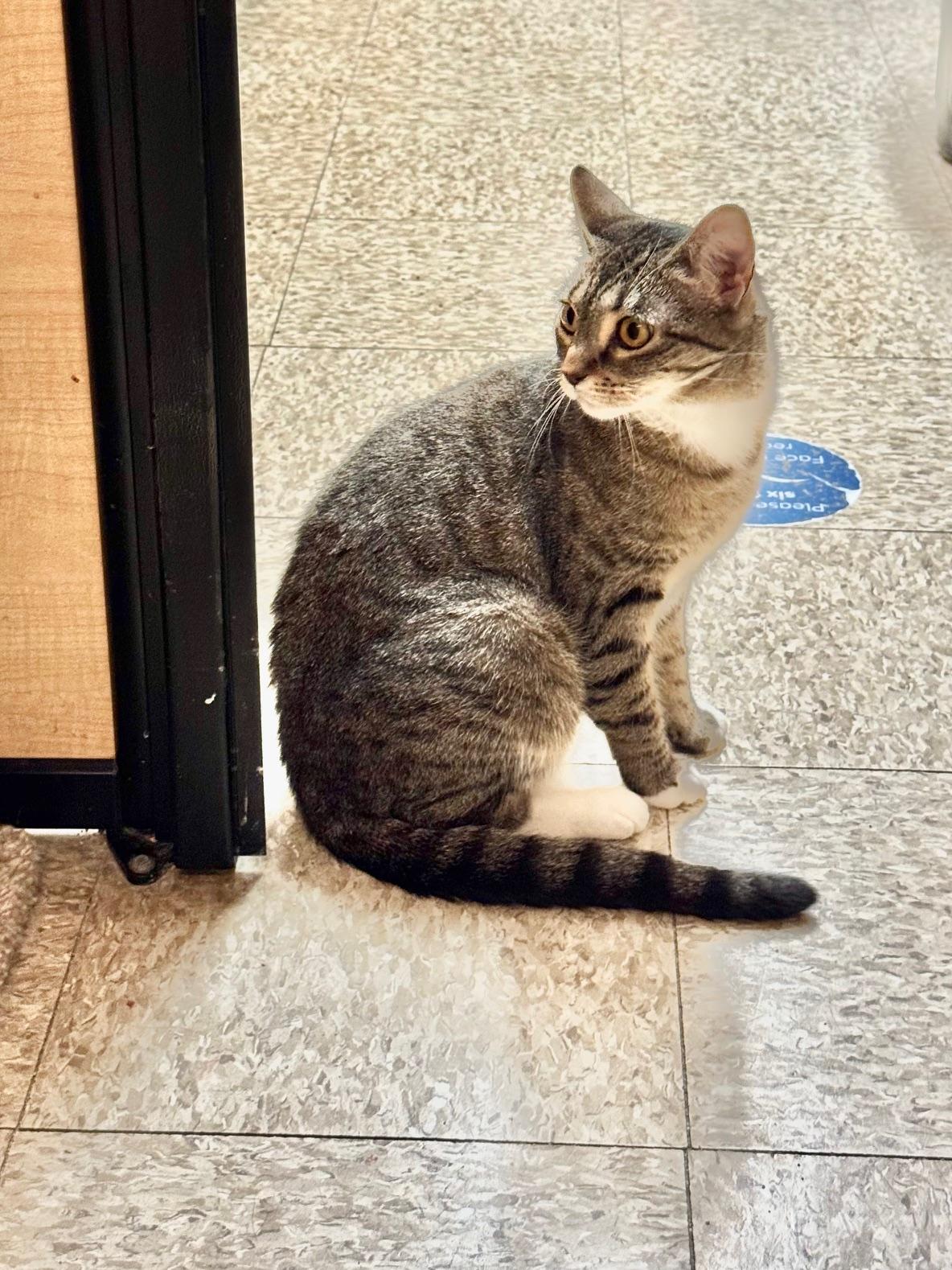 Maple, a Adoptable Domestic Short Hair in Springfield, PA image 3/4