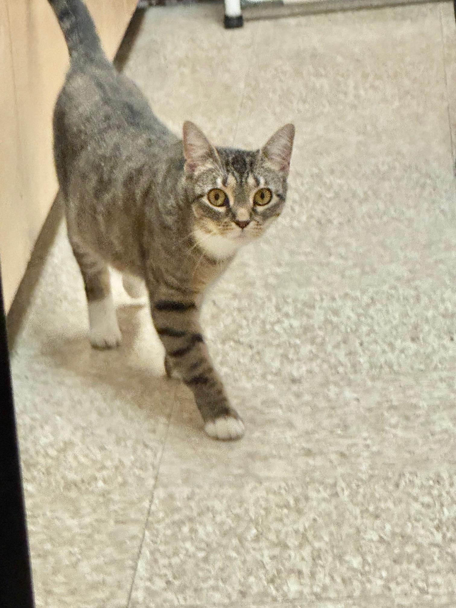 Maple, a Adoptable Domestic Short Hair in Springfield, PA image 4/4