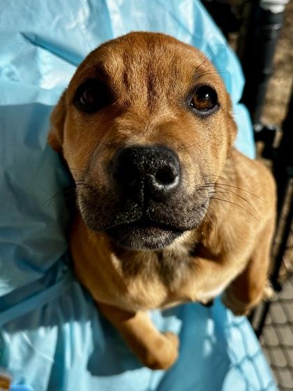 Enlarge Mallow, a Adoptable mixed breed in Wichita, KS image 1/2