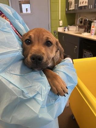 Enlarge Mallow, a Adoptable mixed breed in Wichita, KS image 2/2