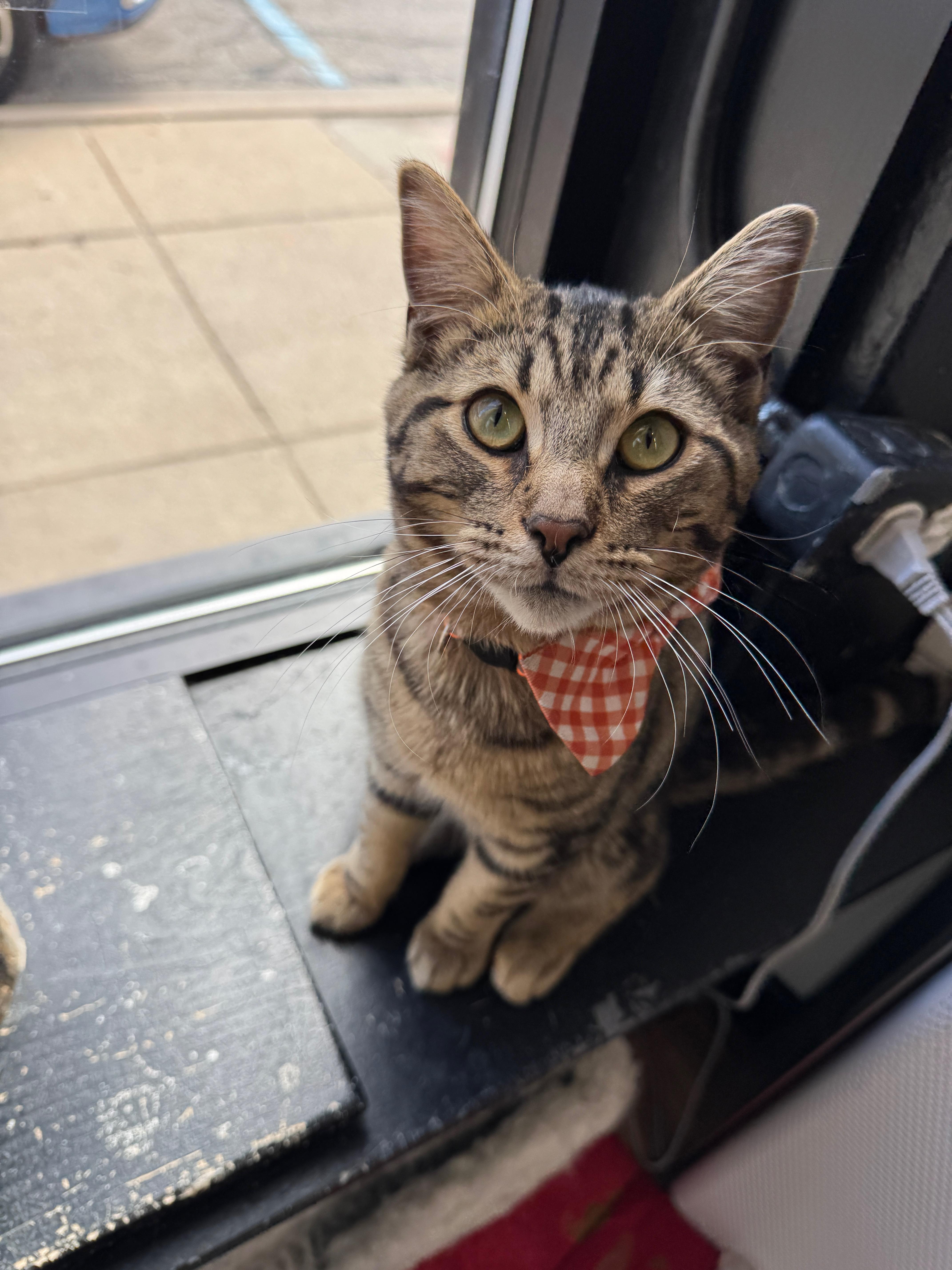 Maple (ESA), Adoptable, Young Male Domestic Short Hair.