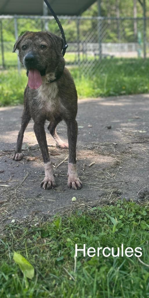 Hercules, a Adoptable mixed breed in Lawrenceburg, TN image 2/6