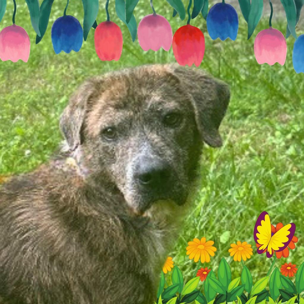 Enlarge Hercules, a Adoptable mixed breed in Lawrenceburg, TN image 6/6