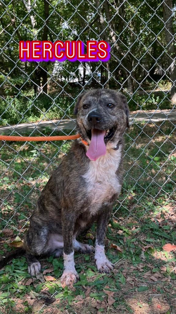 Hercules, a Adoptable mixed breed in Lawrenceburg, TN image 3/6