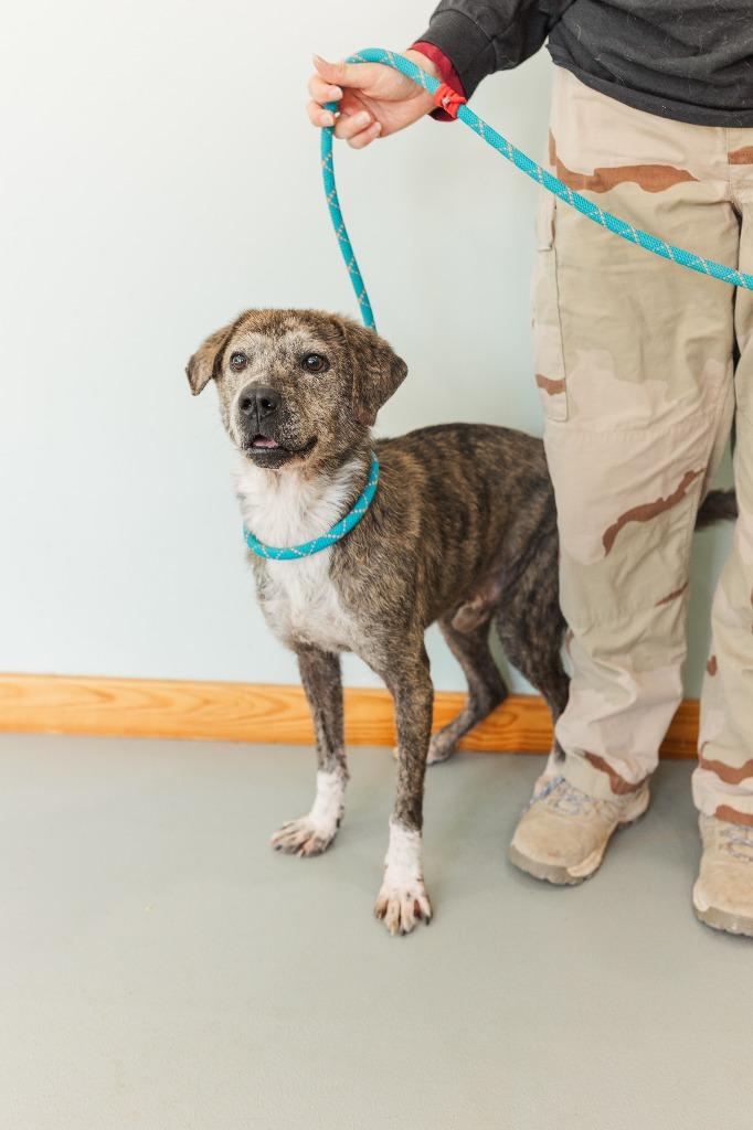 Enlarge Hercules, a Adoptable mixed breed in Lawrenceburg, TN image 4/6
