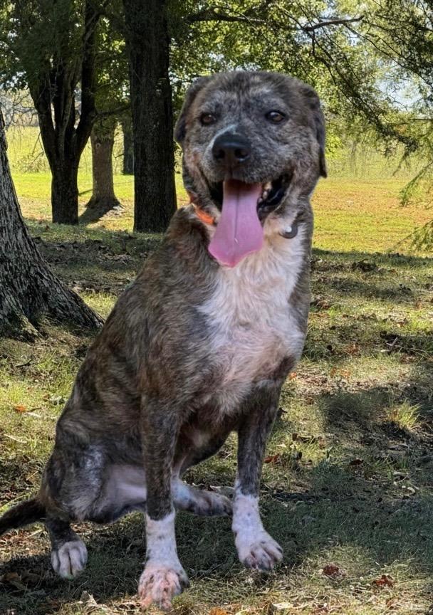 Hercules, a Adoptable mixed breed in Lawrenceburg, TN image 4/6