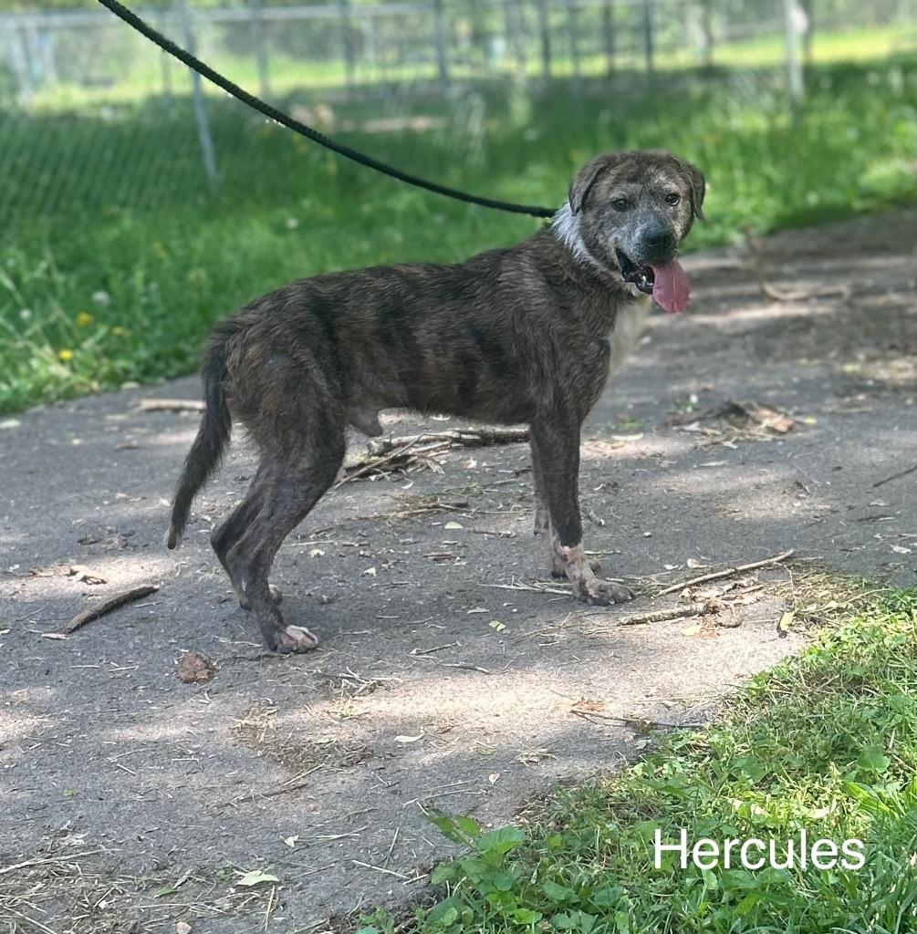 Hercules, a Adoptable mixed breed in Lawrenceburg, TN image 5/6