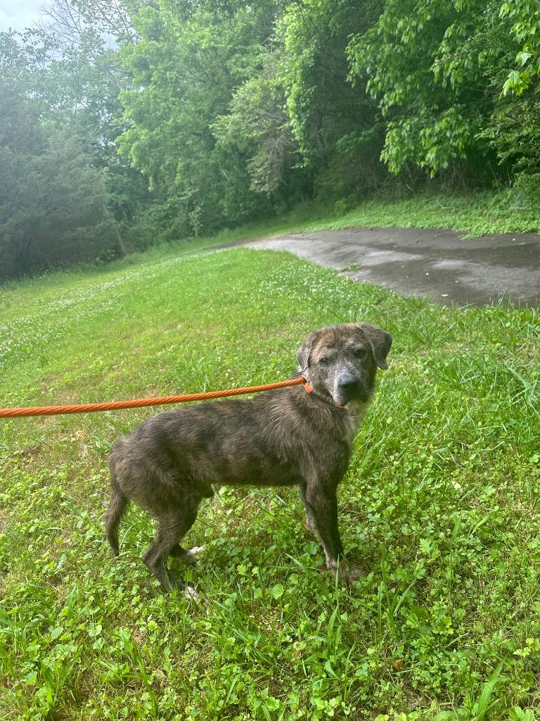Hercules, a Adoptable mixed breed in Lawrenceburg, TN image 6/6