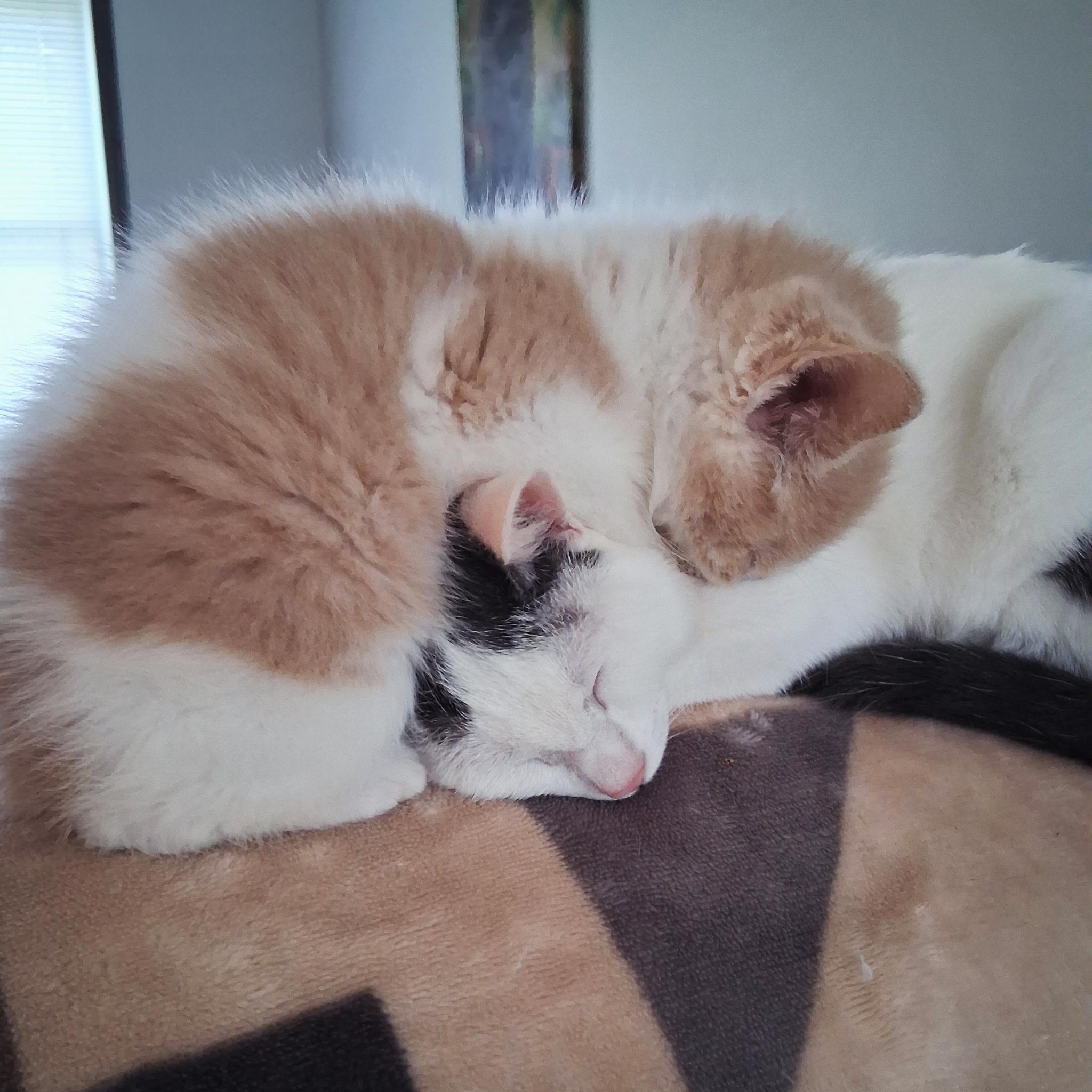 Enlarge Lena and Caramel, a Adoptable mixed breed in Massillon, OH image 3/5