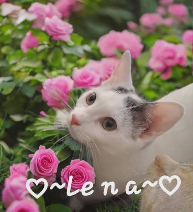 Enlarge Lena and Caramel, a Adoptable mixed breed in Massillon, OH image 2/5