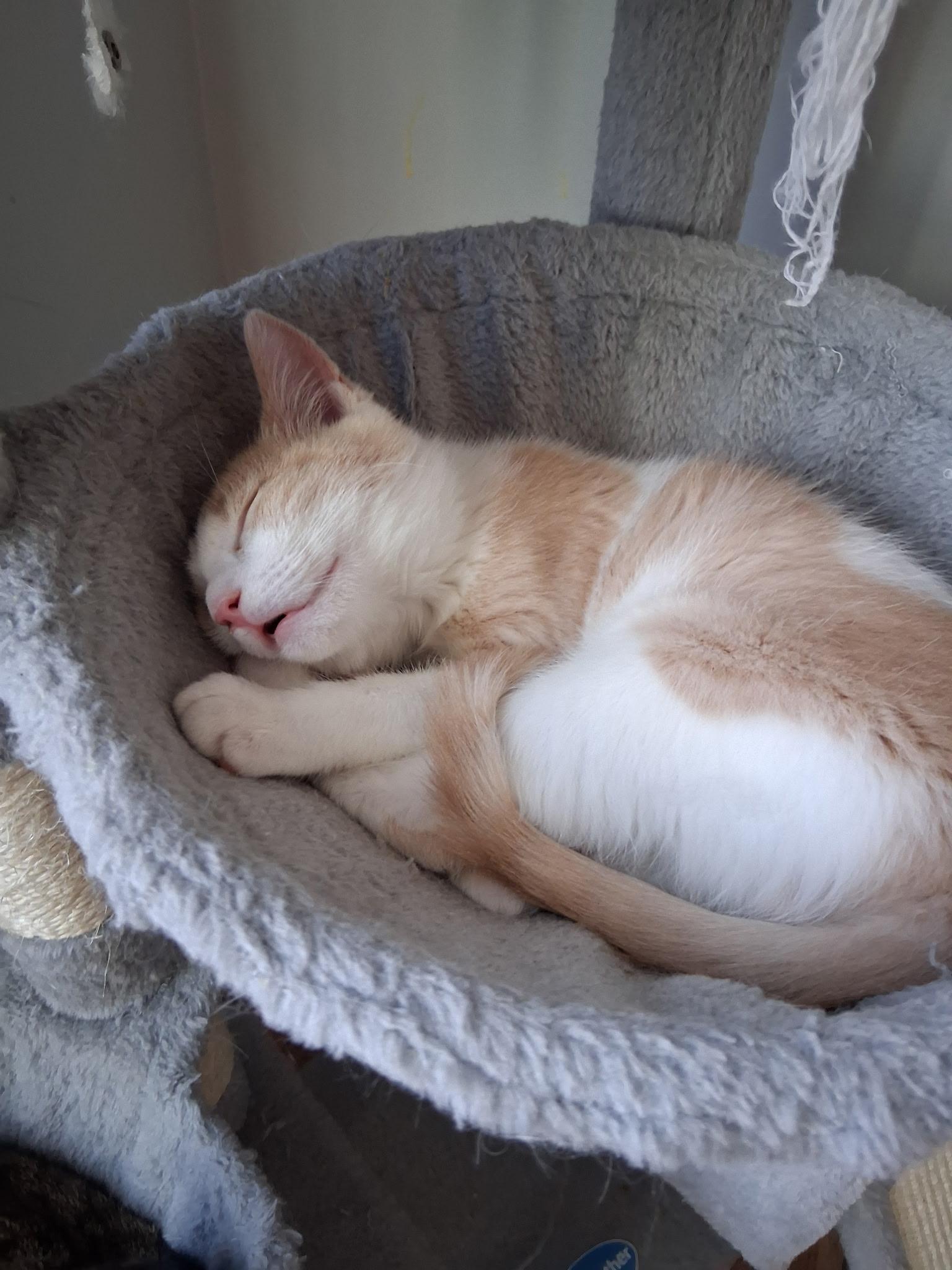 Enlarge Lena and Caramel, a Adoptable mixed breed in Massillon, OH image 4/5