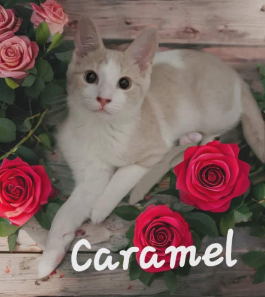 Enlarge Lena and Caramel, a Adoptable mixed breed in Massillon, OH image 5/5