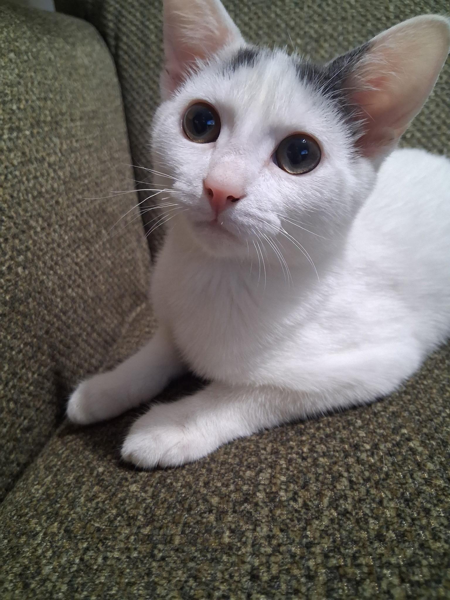 Lena and Caramel, Adoptable, Kitten Female Domestic Short Hair.