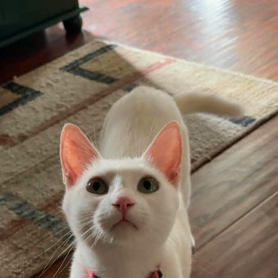 Enlarge Joy Elizabeth, a ADOPTABLE Domestic Short Hair in Concord, CA image 3/4