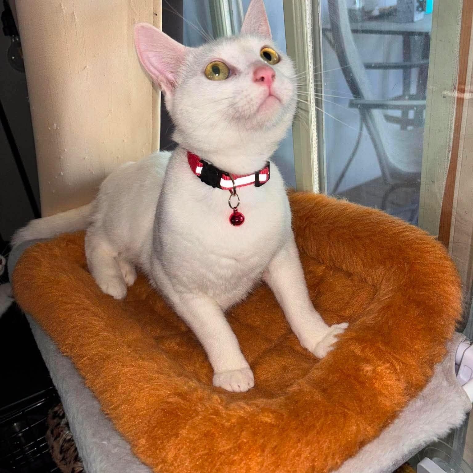 Enlarge Joy Elizabeth, a ADOPTABLE Domestic Short Hair in Concord, CA image 4/4