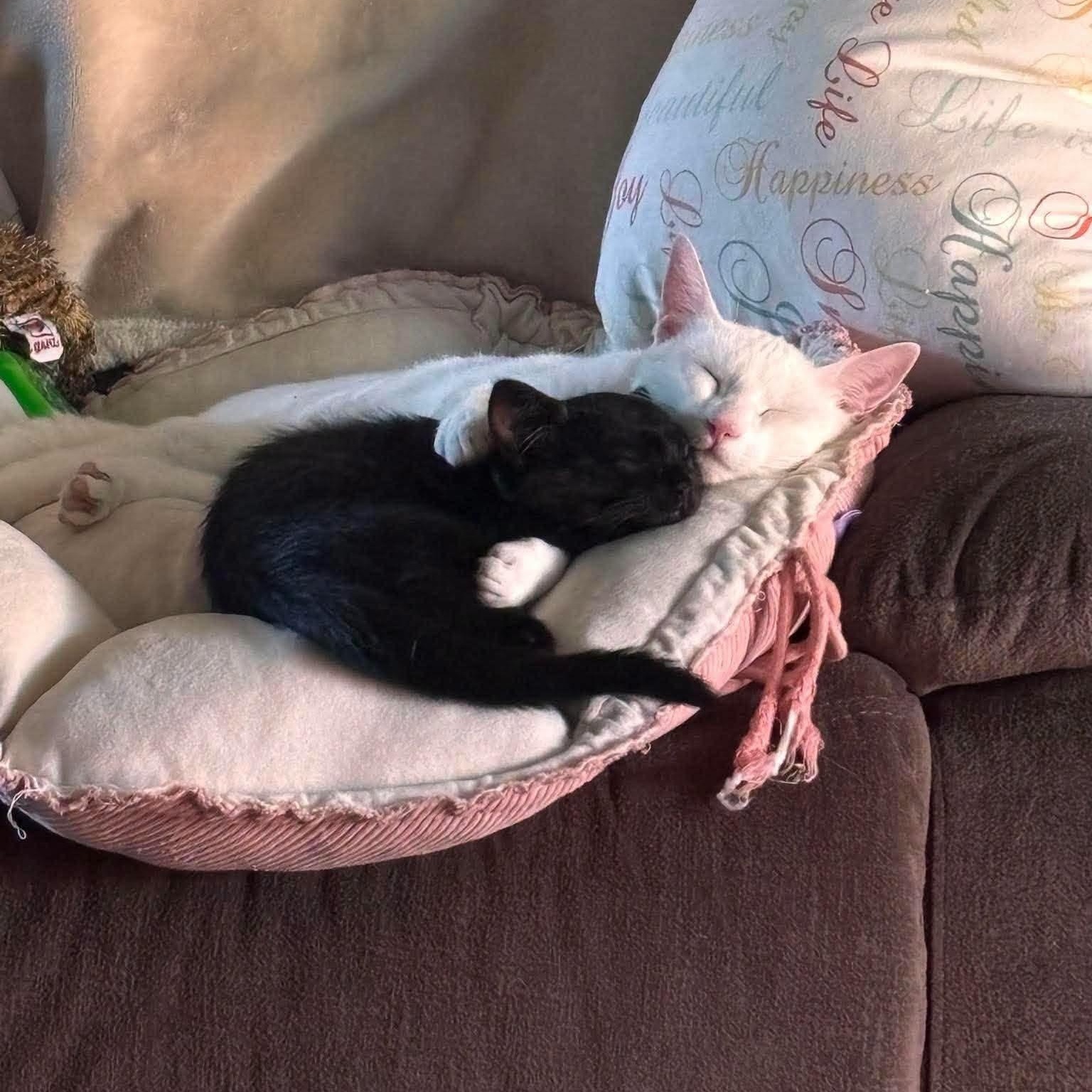 Enlarge Joy Elizabeth, a ADOPTABLE Domestic Short Hair in Concord, CA image 2/4