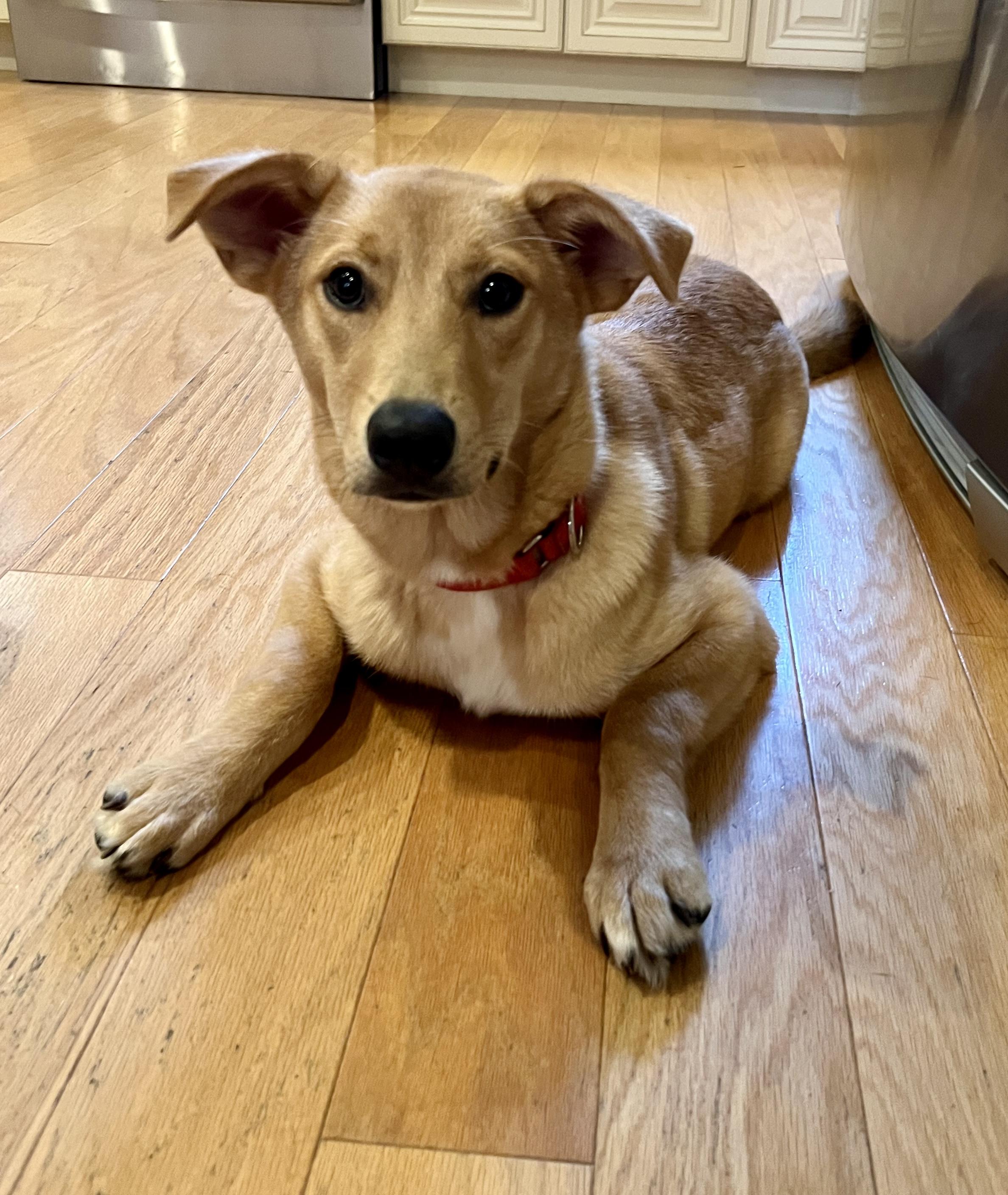 Noel, Baby Female Mixed Breed