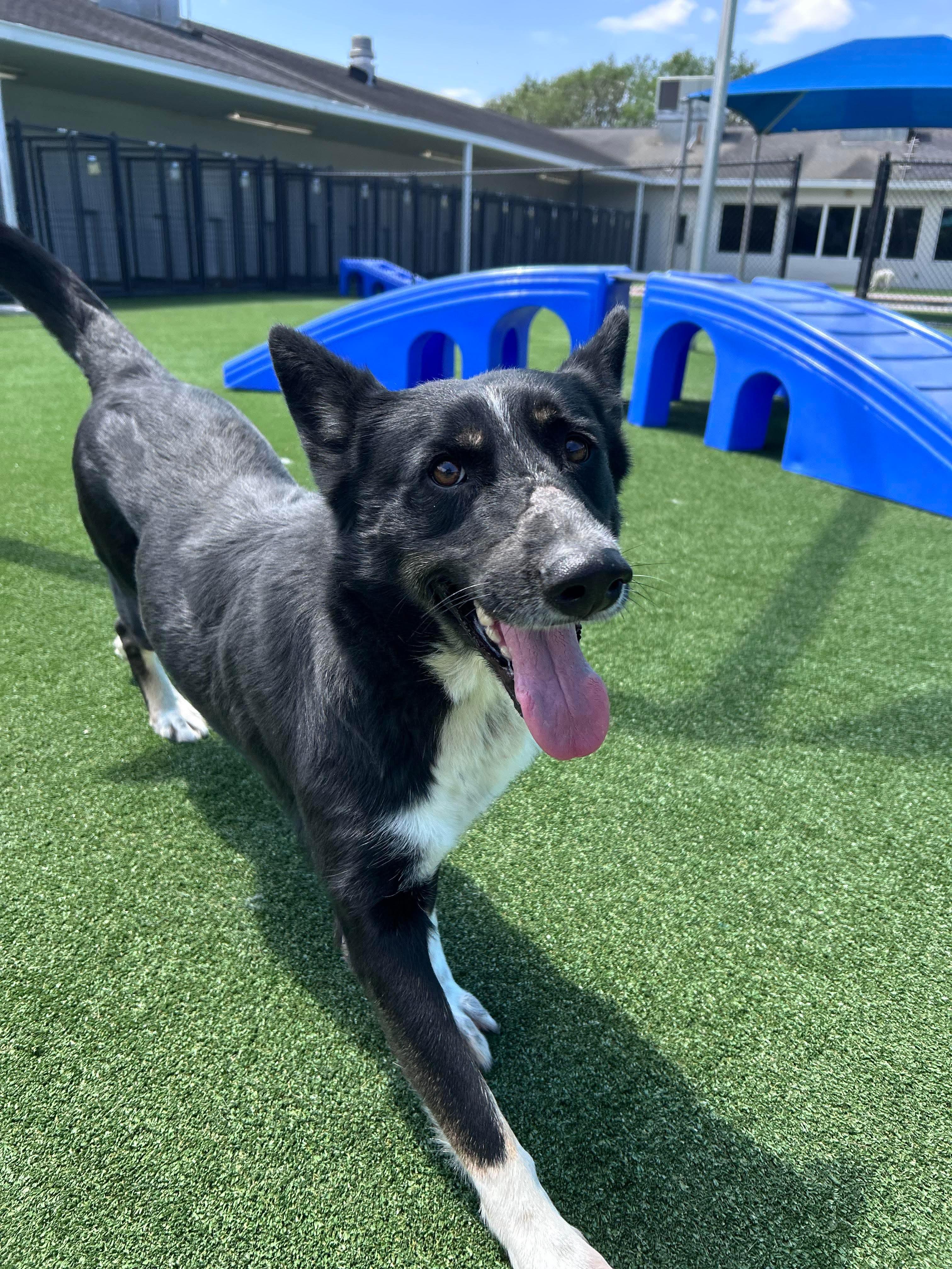 Faye, Adoptable, Adult Female Mixed Breed.