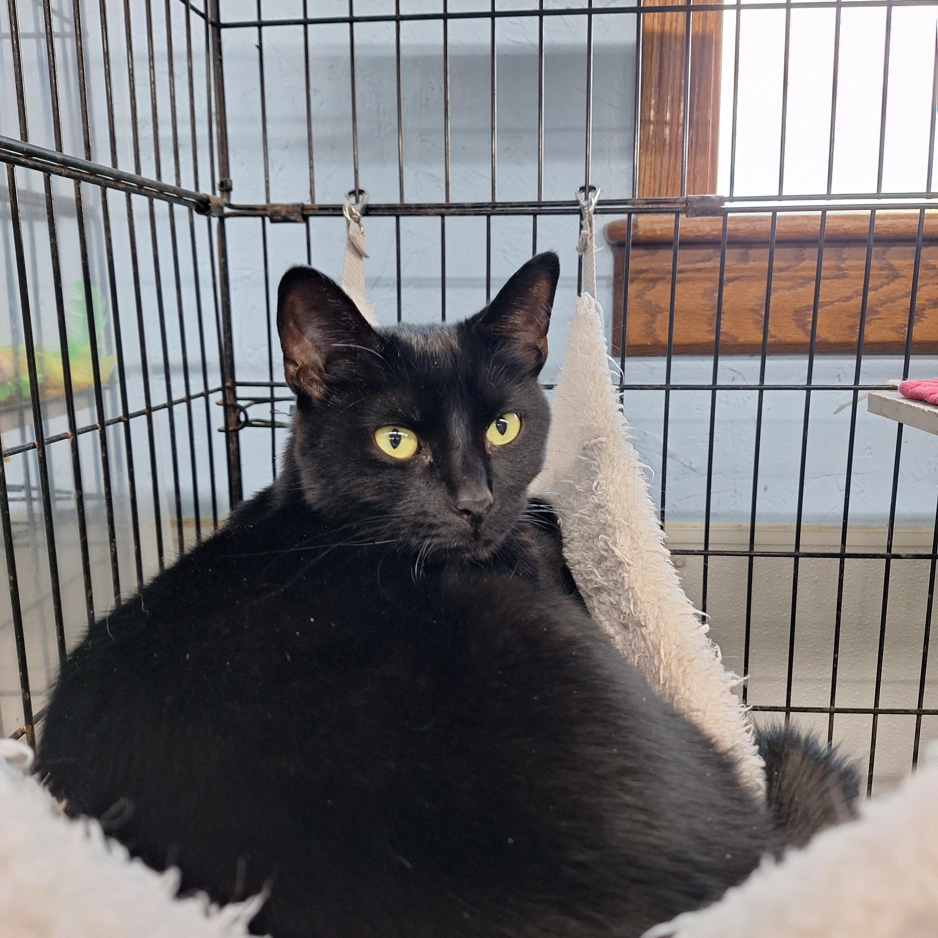 Luna, adopted, Young Female Domestic Short Hair.