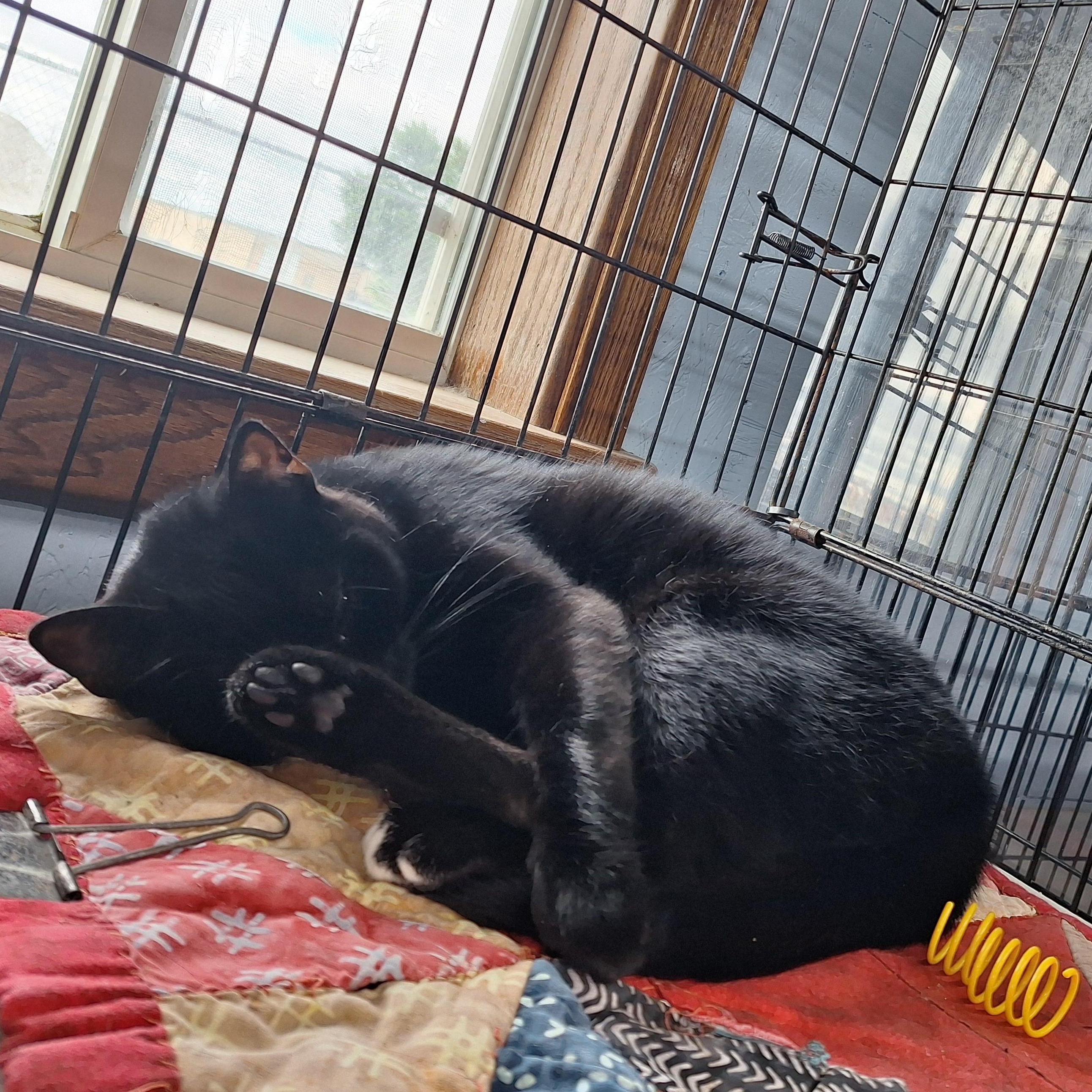 Enlarge Luna, an adopted Domestic Short Hair in Clarinda, IA image 2/2
