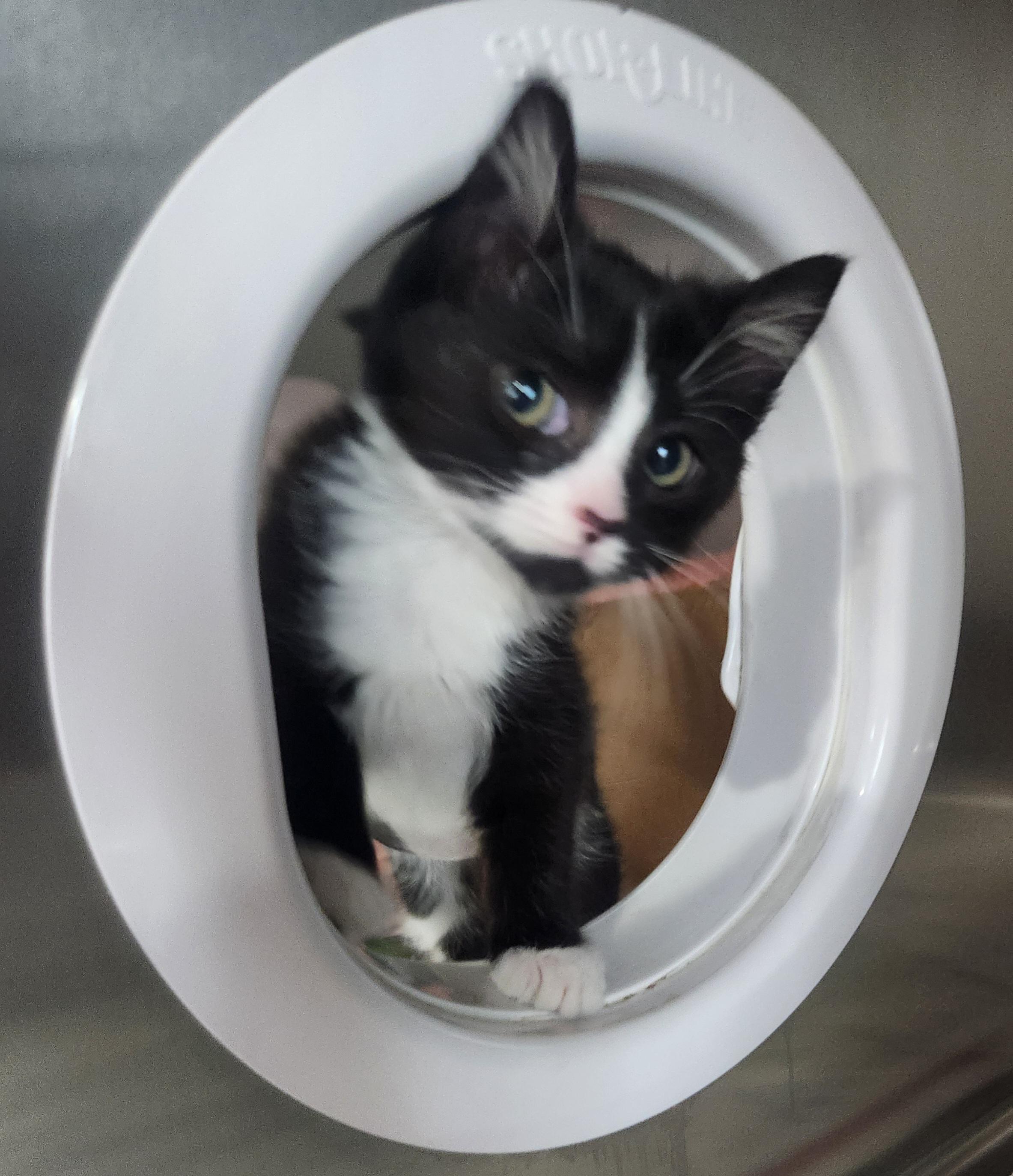 Lita, an adopted Domestic Medium Hair in Greenback, TN image 3/3