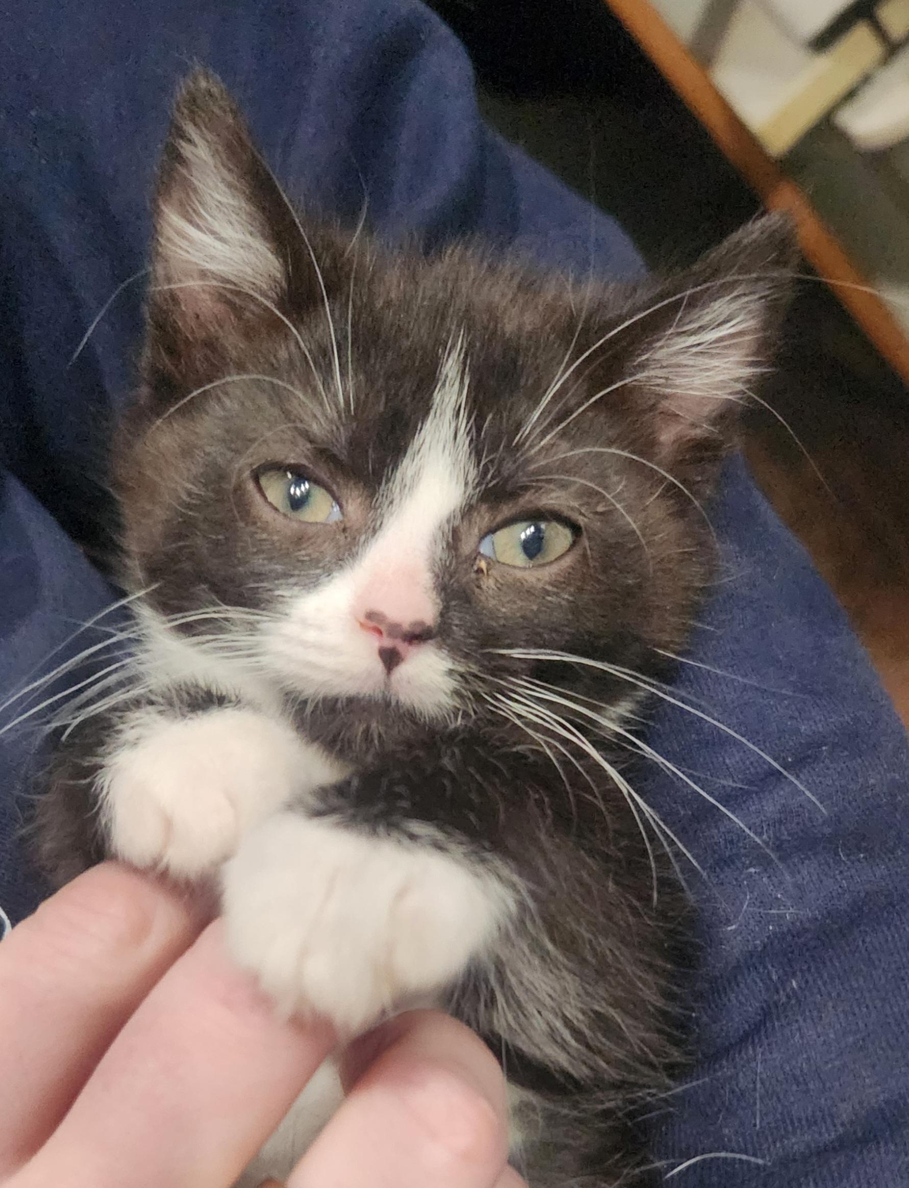 Lita, adopted, Kitten Female Domestic Medium Hair.