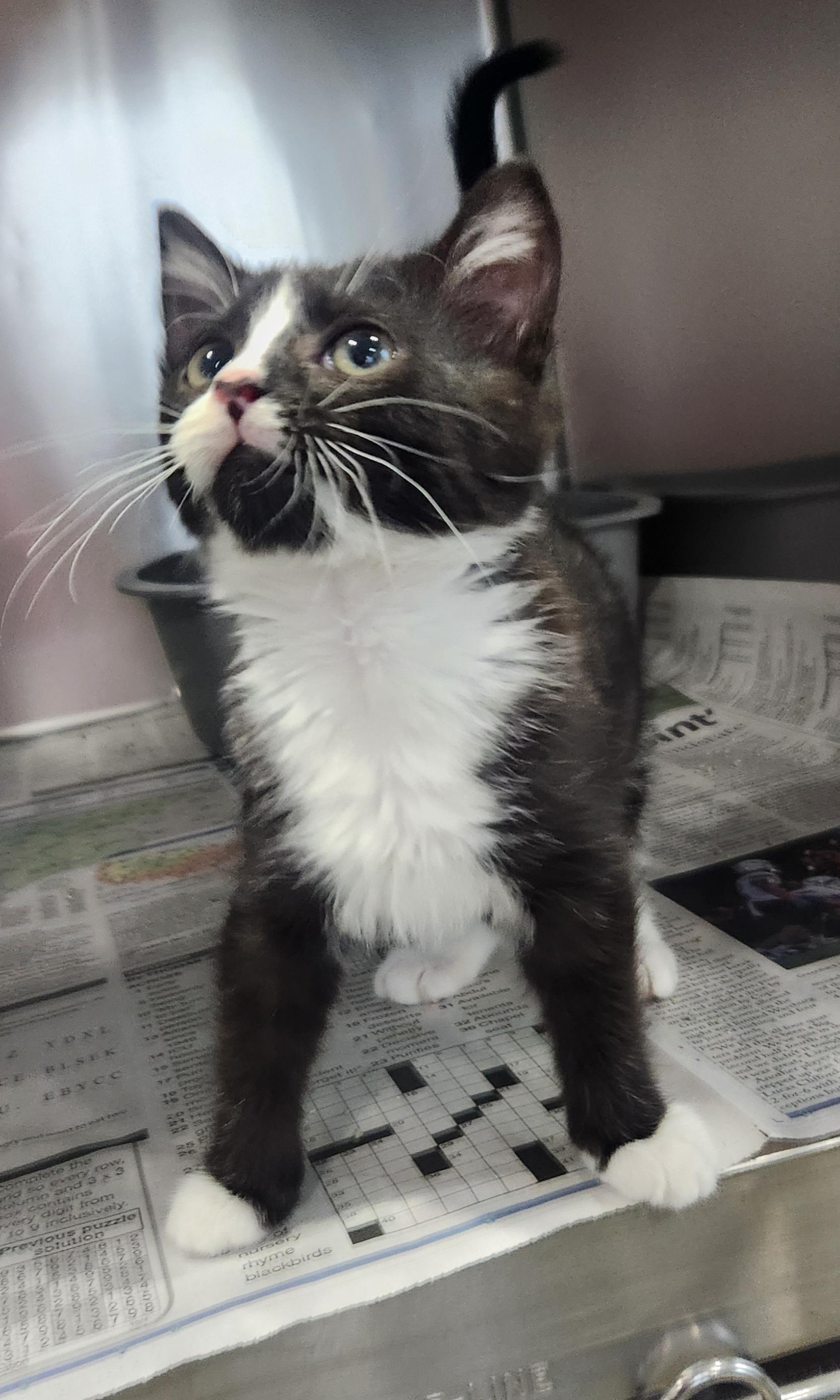 Lita, an adopted Domestic Medium Hair in Greenback, TN image 2/3