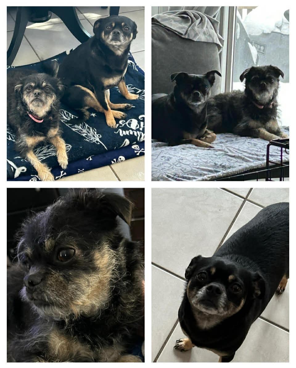 Courtesy Post - Marley & Molly - Bonded Pair, adopted, Adult Female Chihuahua & Pug.