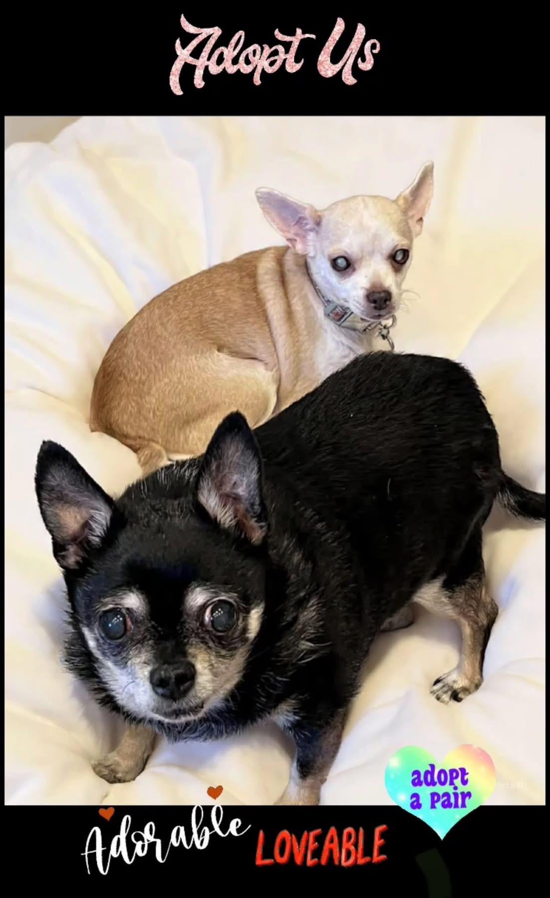 Max & Maddie, ADOPTABLE, Senior Female Chihuahua.