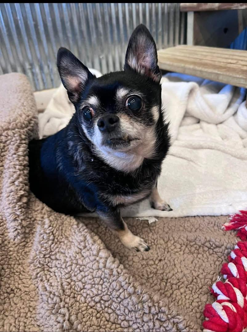 Enlarge Max & Maddie, a ADOPTABLE mixed breed in Saginaw, MI image 2/3