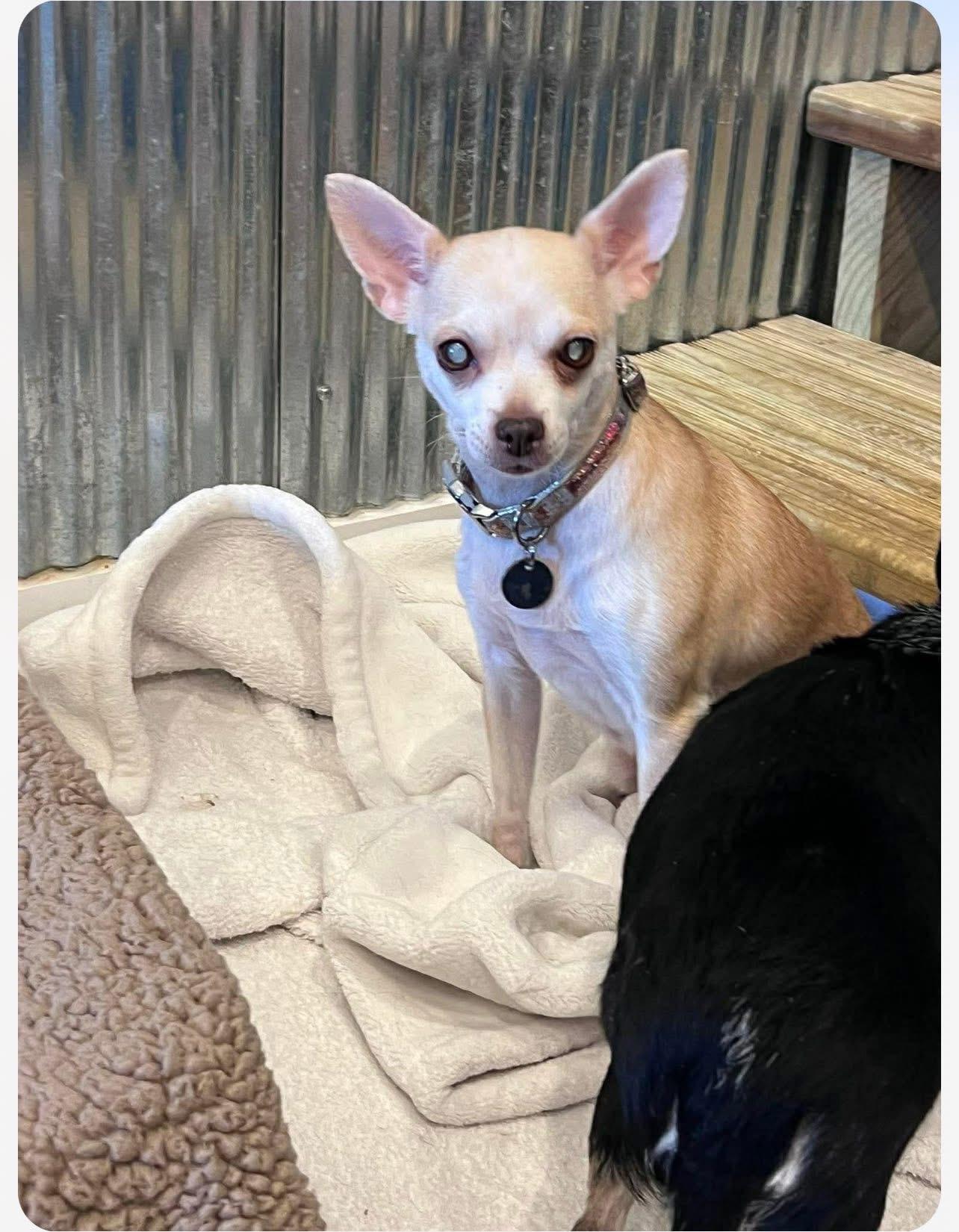 Enlarge Max & Maddie, a ADOPTABLE mixed breed in Saginaw, MI image 3/3