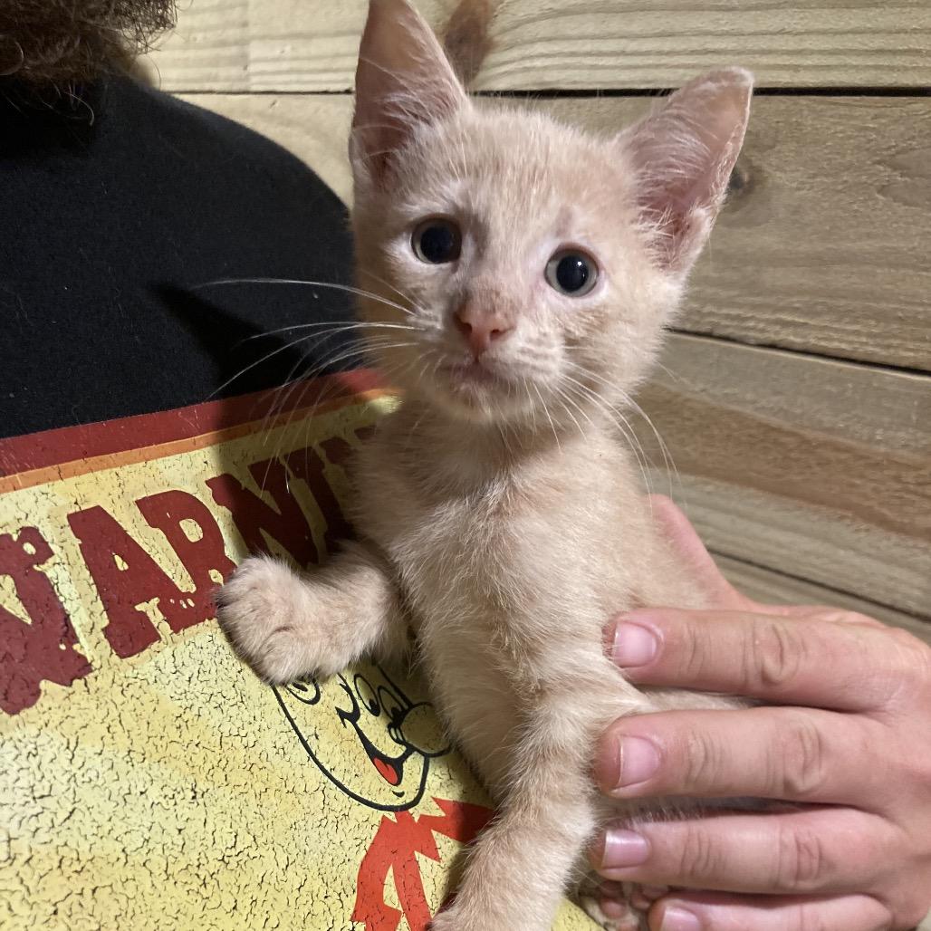 Kiss Dyal-EC, Adoptable, Kitten Female Domestic Short Hair.