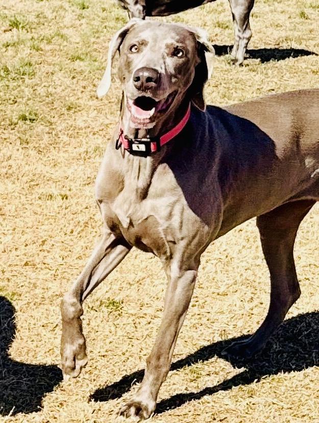 Lexi 0625, Adoptable, Senior Female Weimaraner.