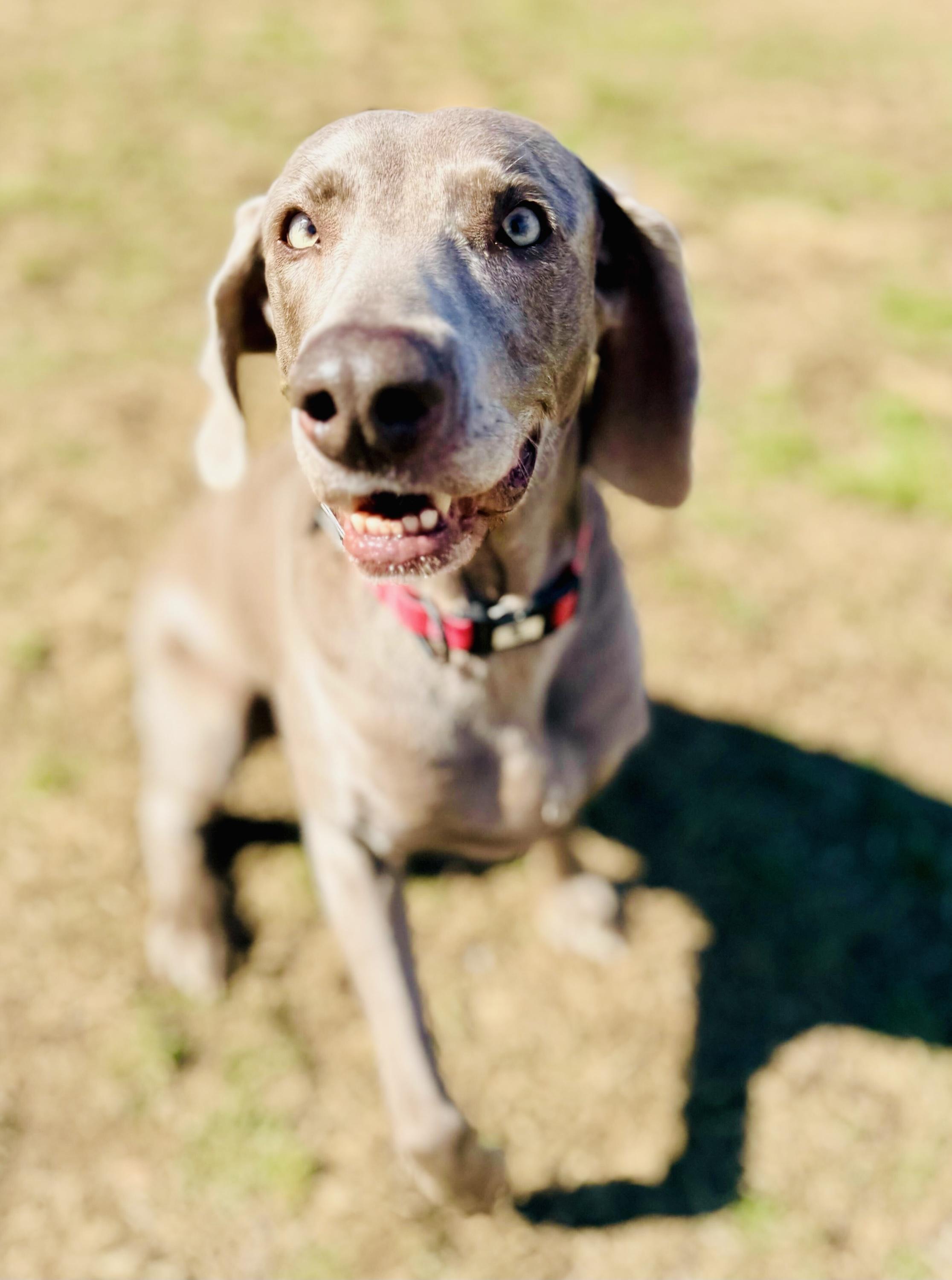 Lexi 0625, adopted, Senior Female Weimaraner.