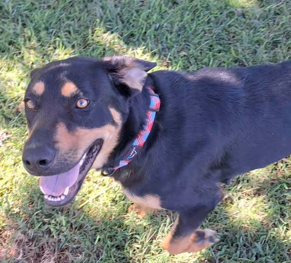 Enlarge Roxy, a Adopted mixed breed in Macclesfield, NC image 1/6